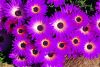 a_lot_of_violet_flowers.jpg