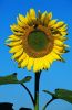 beautiful_sunflower.jpg
