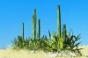 cactuses_in_desert.jpg