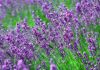 field_of_violet_flowers.JPG