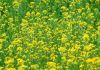 field_of_yellow_flowers.JPG