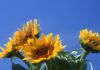 four_sunflowers.JPG
