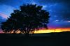 big_tree_and_the_sunset.jpg
