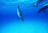 dolphin_diving.jpg