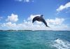 dolphin_jumping_high.jpg
