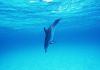 dolphin_swimming_down.jpg