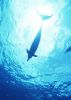 dolphin_under_water_sun.jpg