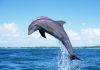 dolphins_from_water.jpg