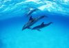 four_dolphins.jpg