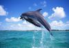 jumping_dolphins.jpg