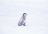 litle_penguin_snow.jpg