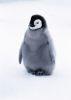 little_penguin.jpg