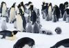 many_different_penguins.jpg