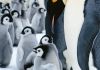 many_little_penguins.jpg