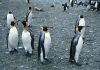 many_penguins.jpg