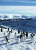 penguins_ice.jpg