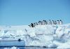 penguins_on_ice2.jpg