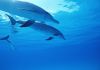 three_dolphins_swimming.jpg