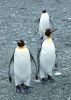 three_penguins_on_pebble.jpg