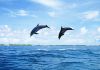 two_dolphins_in_the_air.jpg
