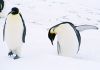 two_penguins.jpg