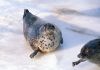 two_seals_on_ice.jpg