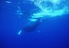 whales_swimming.jpg