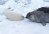 white_pup_and_seal.jpg